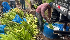Adeal fiscaliza combate à Sigatoka Negra em bananicultores de Porto Calvo