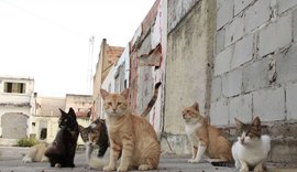 Protetores de animais querem criação de abrigo no Pinheiro