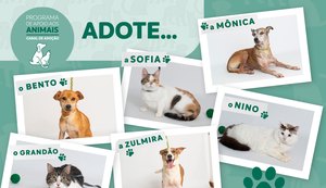 Em um ano, Focinho Responsável ajudou mais de 640 animais a encontrarem um novo lar