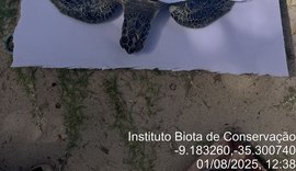 Vídeo: tartaruga-verde encalha na Praia do Patacho com parte do crânio esmagado