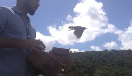 Mais de 120 animais silvestres são devolvidos à natureza em Alagoas