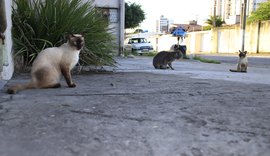 ONG denuncia mortandade de animais nos bairros afundados