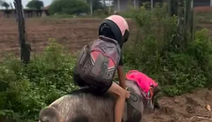 Viralizou: influenciador mirim monta em porco com mochilas nas costas e capacete