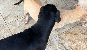 Polícia Civil participa de operação para apurar denúncia de maus-tratos de animais em Maceió
