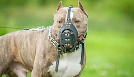 Lei obriga uso de focinheira e guia curta para cães de raças agressivas em AL
