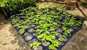 Semana do Meio Ambiente mobiliza capital e interior de AL com ações de sustentabilidade