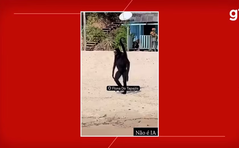 Macaco-Aranha é flagrado passeando na praia e interagindo com visitantes em embarcação na Flona do Tapajós