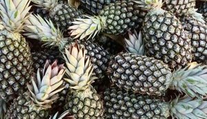 Abacaxi produzido em Arapiraca é exportado para a Argentina