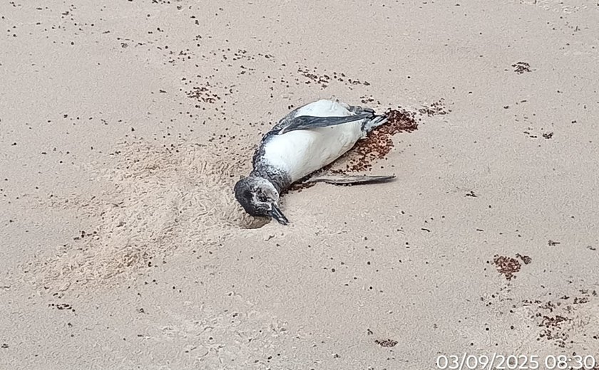 Pinguim é encontrado encalhado na Barra de Santo Antônio, Litoral Norte de Alagoas