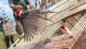 FPI devolve 335 animais silvestres à natureza