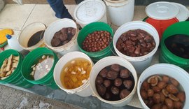 Vigilância Sanitária apreende 250 litros de cachaça artesanal clandestina no Benedito Bentes