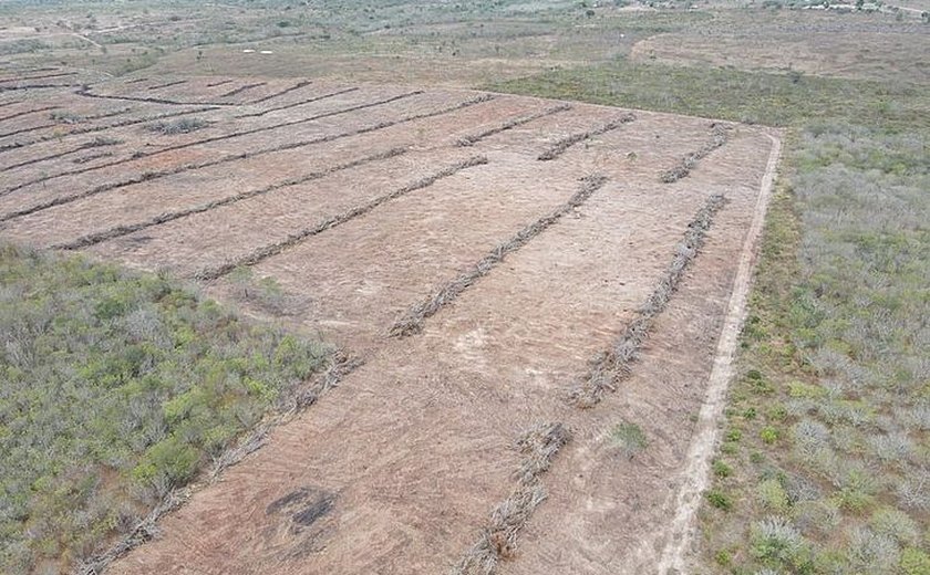 Área desmatada equivalente a 700 campos de futebol é embargada em Alagoas