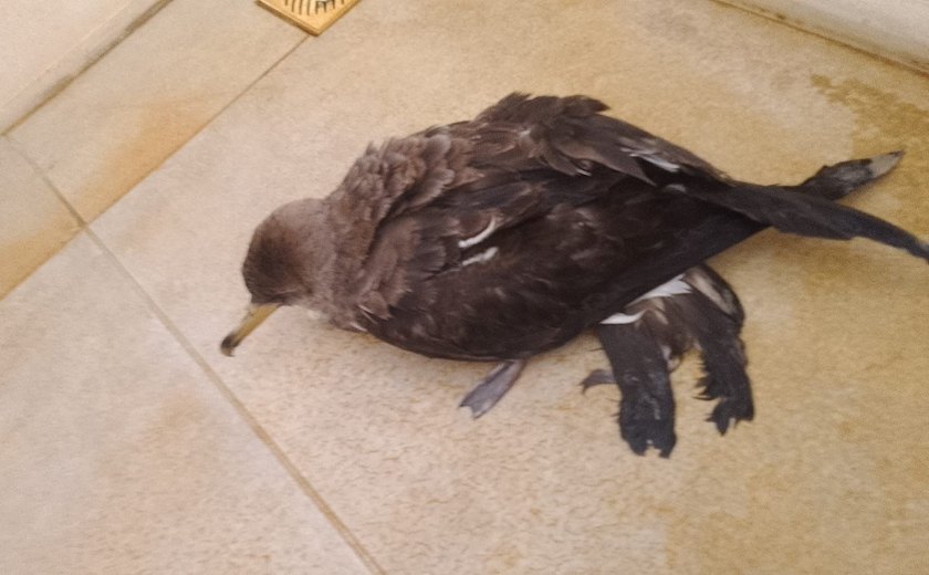 Biota solicita que população não toque e nem leve para casa aves-marinhas encontadas encalhadas