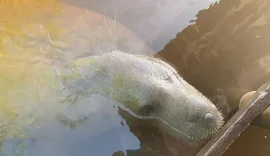 MPF cobra laudos sobre morte de peixes-boi no Litoral Norte e acende alerta ambiental em Alagoas