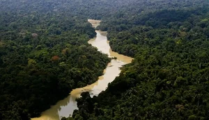 Governo cria plano de ação para desenvolvimento florestal