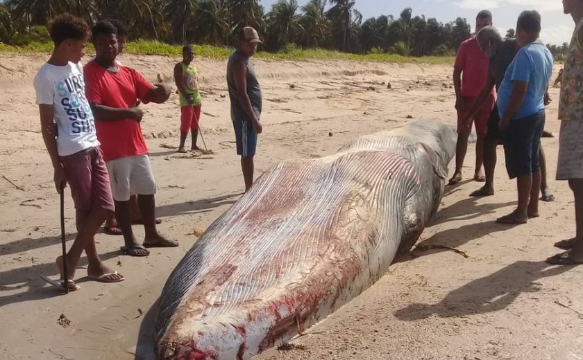 Baleia reintroduzida ao mar ontem é encontrada morta nesta quarta-feira