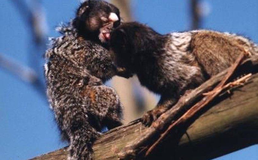 Macacos são ‘radares’ para febre amarela em 45 áreas verdes de SP
