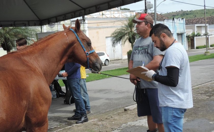 Animais de cidades afetadas pelas chuvas são atendidos pela equipe do Grupequi da Ufal
