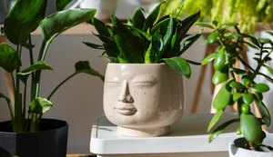 Conheça as vantagens de ter plantas em casa e os impactos no bem-estar