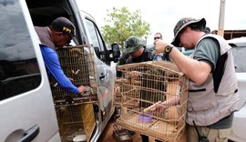 FPI resgata cerca de 200 animais silvestres em dois dias de atuação