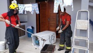 Cobra aparece em máquina de lavar e bombeiros capturam animal em Arapiraca; assista