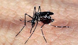 Casos de dengue em todo o país aumentam 95% em relação a 2021