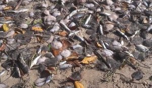 Margens da lagoa Manguaba amanhece com milhares de peixes mortos