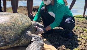 736 animais encalharam no litoral alagoano de maio a julho deste ano