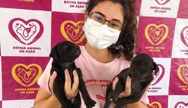 Castramóvel da Teca Nelma inicia castrações de animais neste fim de semana