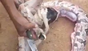 Jiboia gigante engole carneiro e é sacrificada por populares na zona rural de Palmeira dos Índios