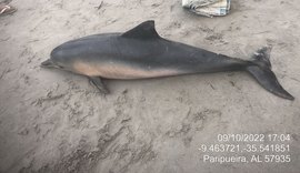 Golfinho é achado morto encalhado na Praia de Paripueira