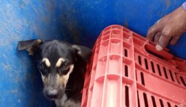 PC indicia síndico e zelador de condomínio por maus-tratos a animal