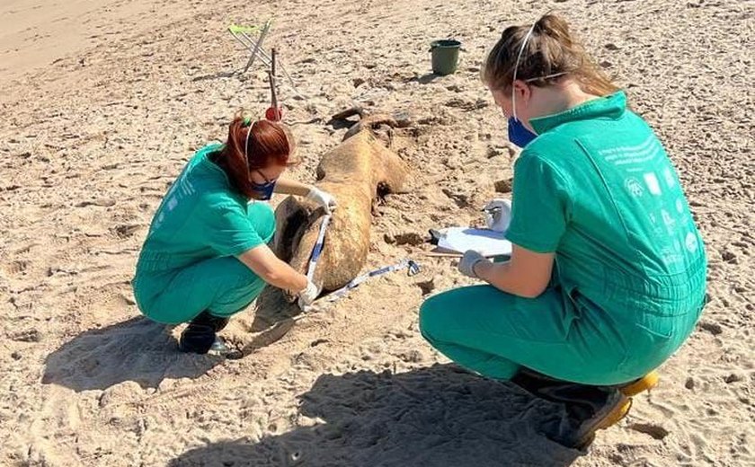 Alagoas registra 168 encalhes de animais marinhos em cinco meses
