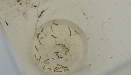 Casos prováveis de dengue aumentam em Alagoas