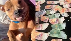 Cadela come mais de R$ 900 e elimina cédulas pelas fezes