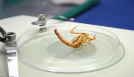 Sesau alerta população sobre a prevenção contra acidentes com animais peçonhentos