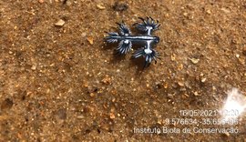 Dragão Azul é encontrado por equipes do Biota na praia de Riacho Doce