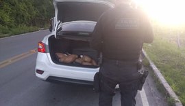 Polícia Civil prende casal e apreende 15 quilos de maconha em Atalaia