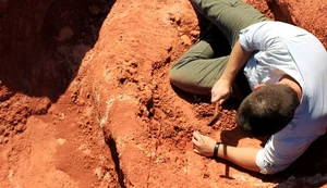 Fóssil descoberto no Brasil lança luz sobre origem dos dinossauros