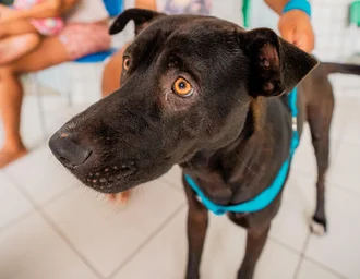 Secdef promove Feira de Adoção de Animais na Ponta Verde