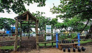 Hortas e pomares urbanos minimizam pontos de lixo em Maceió