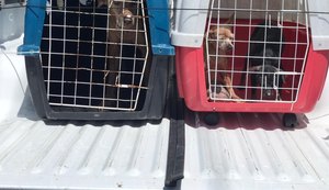 Polícia Civil resgata três cachorros vítimas de maus-tratos em Maceió