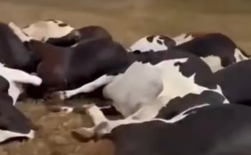 Queda de cabo de alta tensão mata 27 vacas em fazenda no Sertão de Alagoas