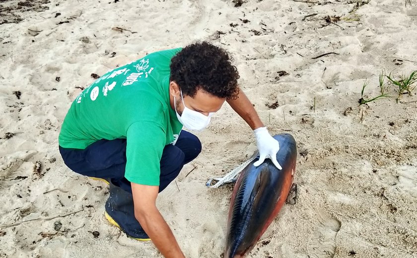 Golfinho é encontrado morto na Praia de Peroba, em Maragogi