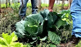 Agricultura familiar receberá R$ 60 milhões para produção de bioinsumo