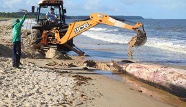 Baleia que encalhou na Barra de Santo Antônio será enterrada em praia