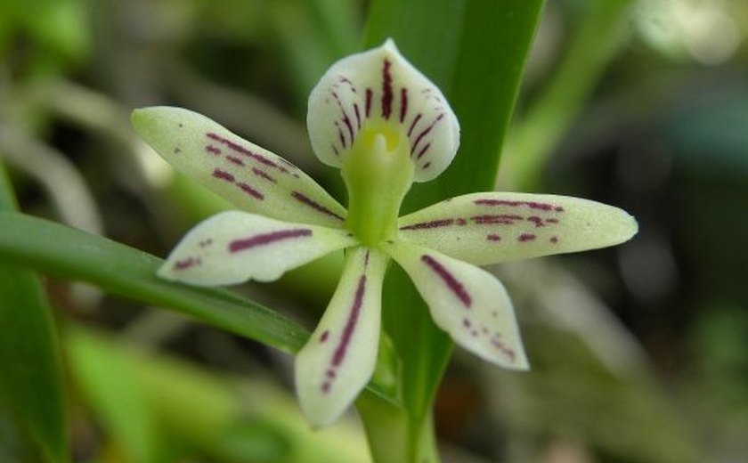 Alagoas ganha novo projeto para estudo científico sobre orquídeas nativas