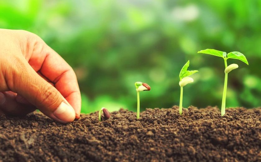 Dia do Meio Ambiente: Sementes de plantas nativas serão distribuídas gratuitamente na Rua Fechada