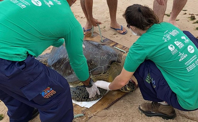 Tartaruga encalha na Praia de Ipioca e é socorrida pelo Biota