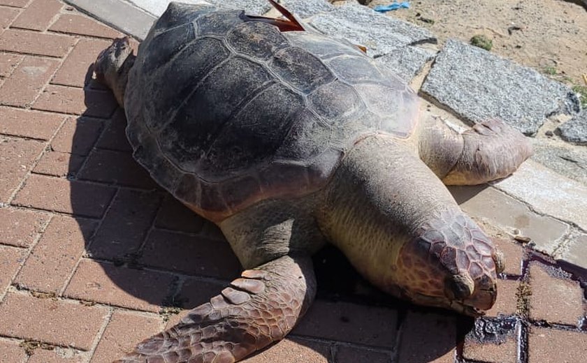 Tartaruga é encontrada morta por populares na Praia de Ponta Verde